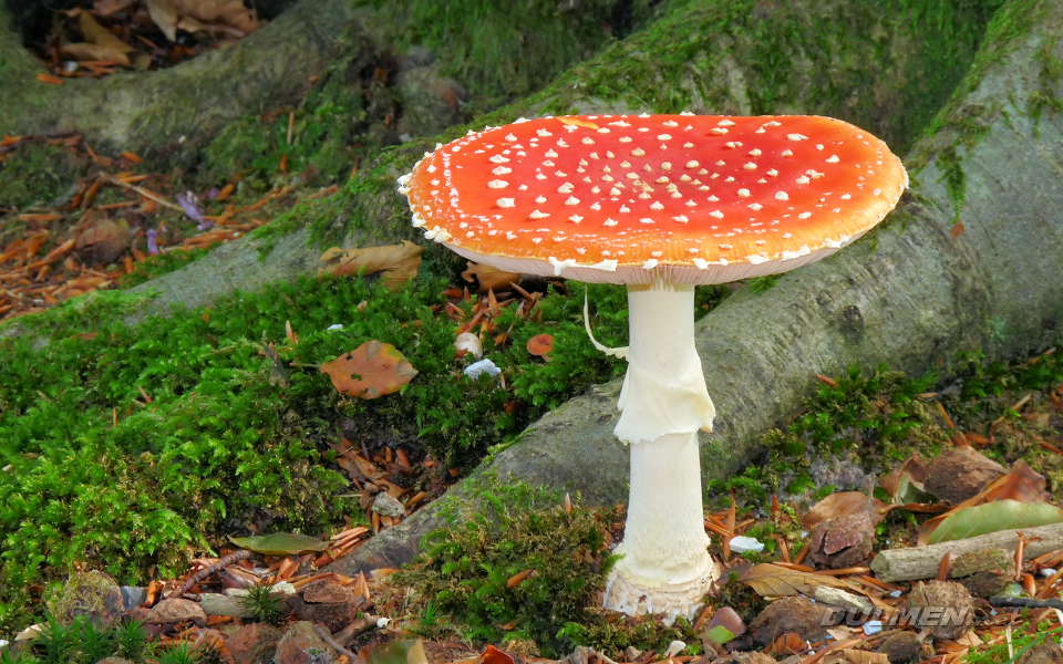 Fly Agaric (Amanita muscaria)